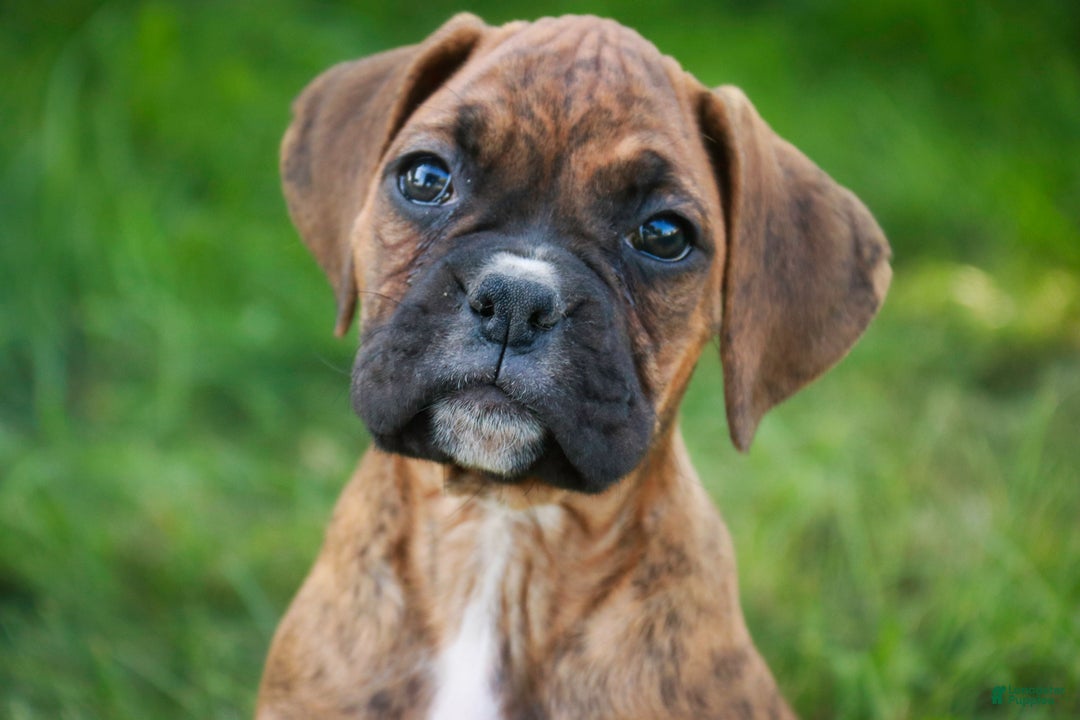Boxer dogs for sale: Gemma - Ad 16