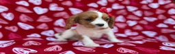 Cavalier King Charles Spaniel dogs for sale: Noel - Ad 4
