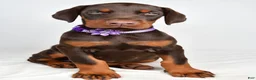 Doberman Pinscher dogs for sale: Beulah - Ad 7
