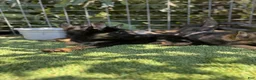 German Shepherd dogs for sale: German Shepherd 5 - Ad 4