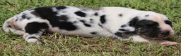 Great Dane dogs for sale: Great Dane 1 - Ad 4