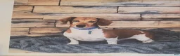 Miniature Dachshund dogs for sale: Butterscotch 💞 - Ad 19