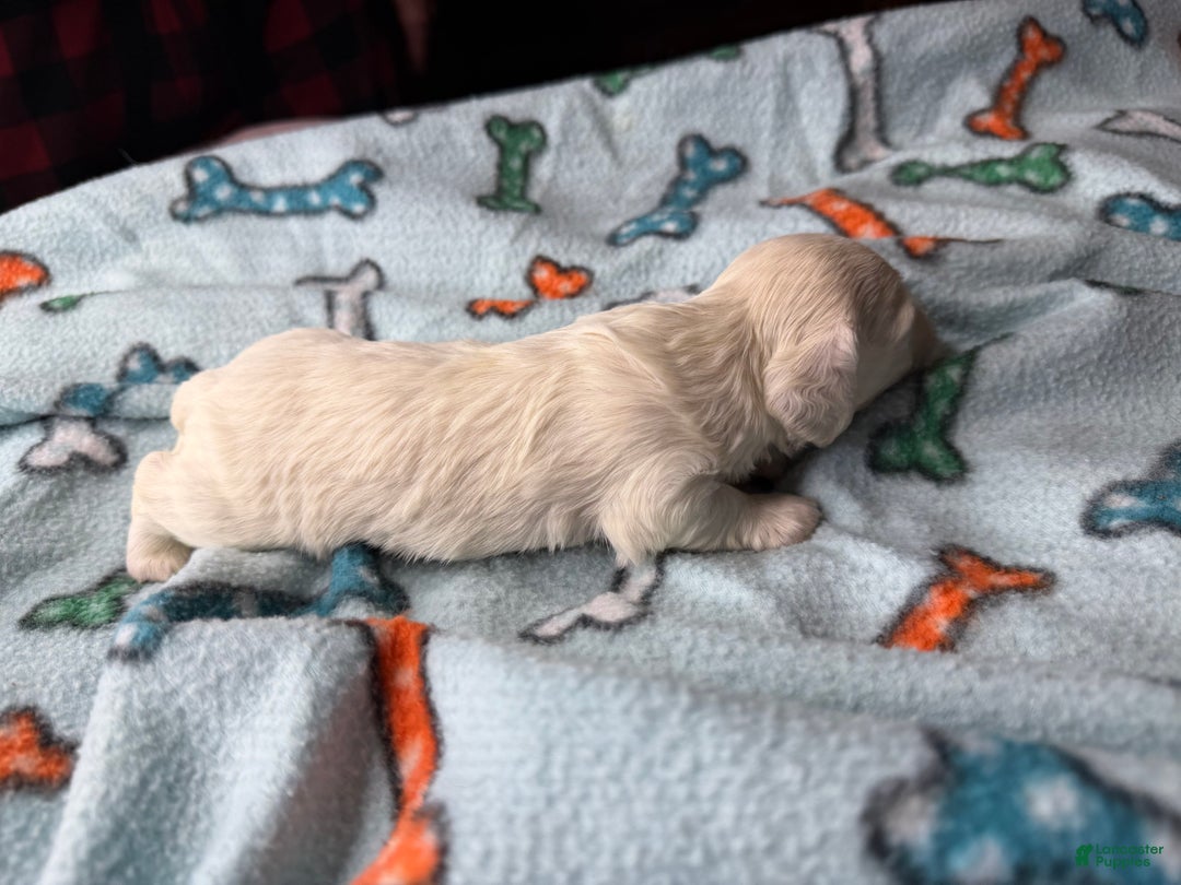 Miniature Dachshund dogs for sale: ee cream boy - Ad 7