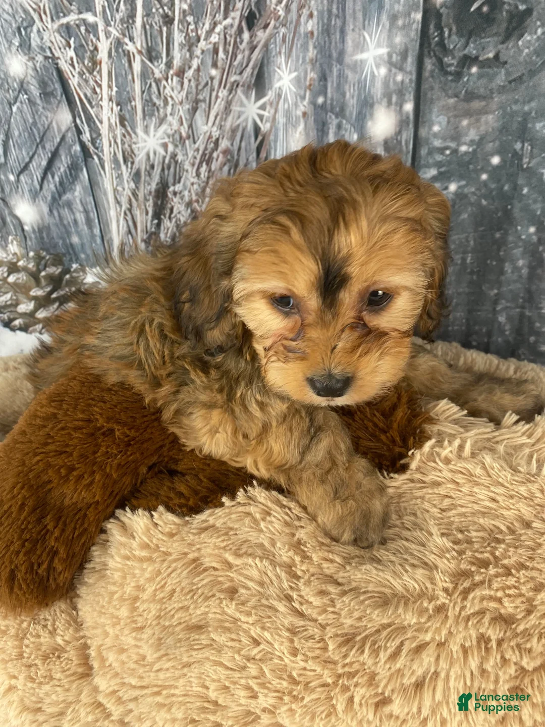 Cavapoo dogs for sale: Tilly - Ad 6