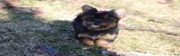 Yorkshire Terrier dogs for sale: Chloe - Ad 2