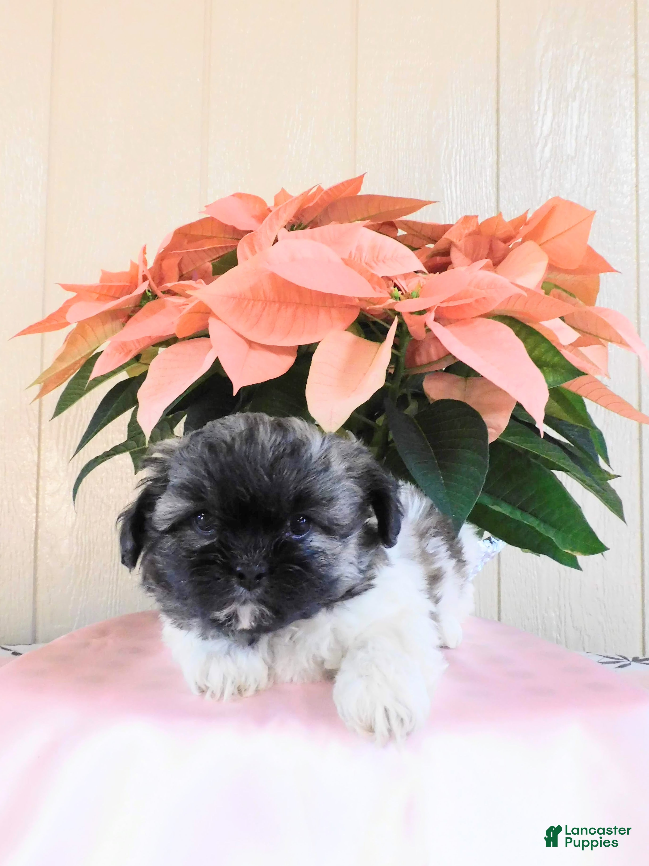 Teddy Bear dogs Oreo - Ad 30