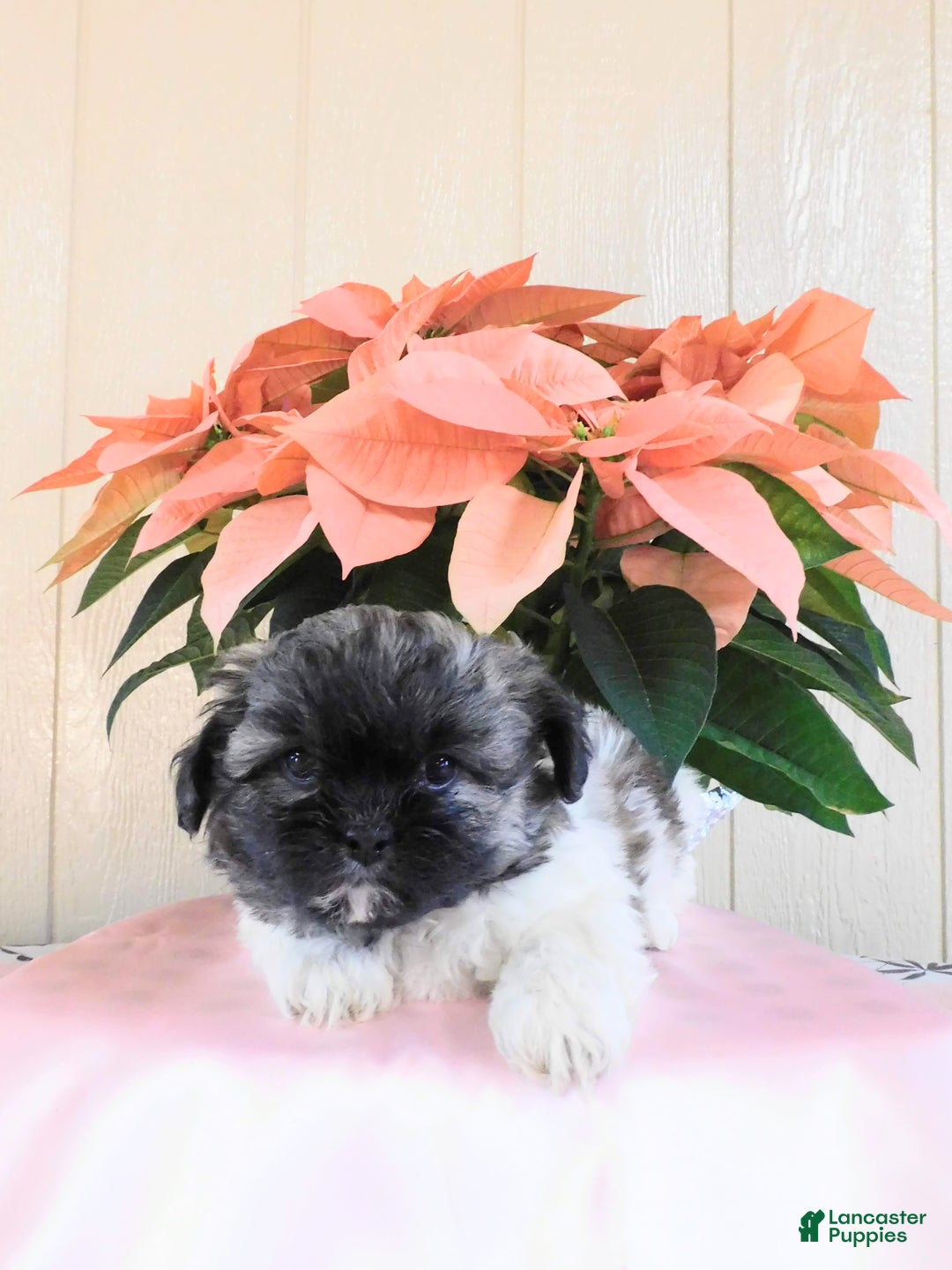 Teddy Bear dogs for sale: Oreo - Ad 1