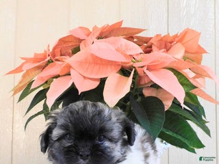 Teddy Bear dogs Oreo - Ad 30