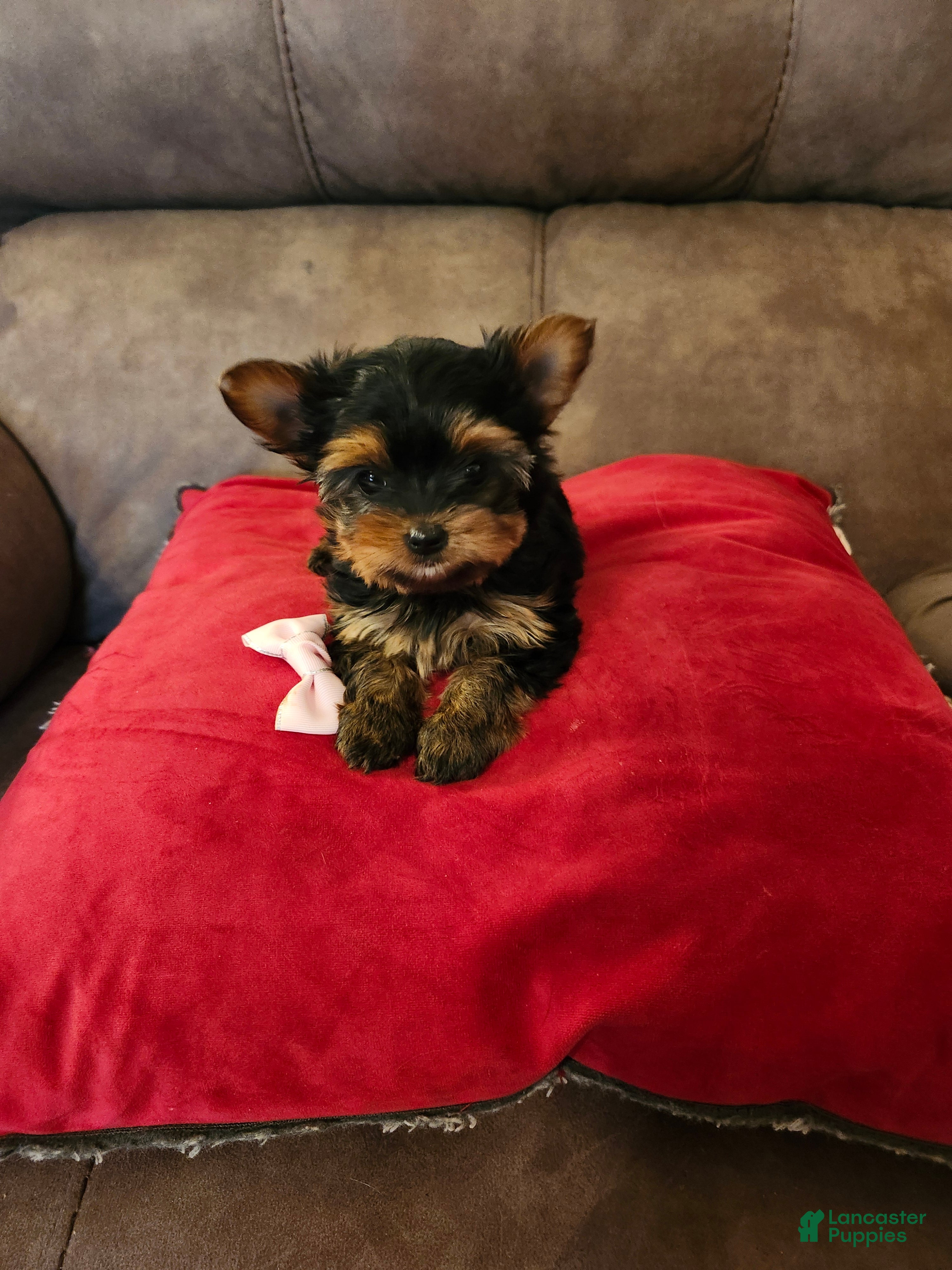 Yorkshire Terrier dogs Jazzy  - Ad 1