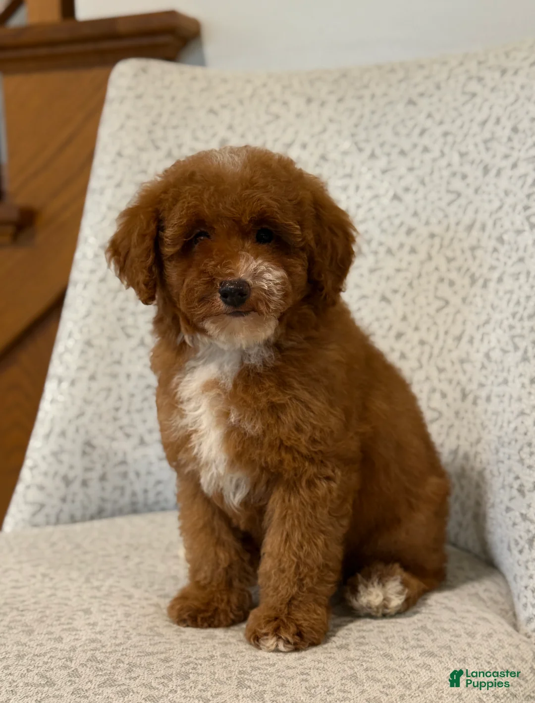 Miniature Poodle dogs for sale: Jazzy - Ad 6