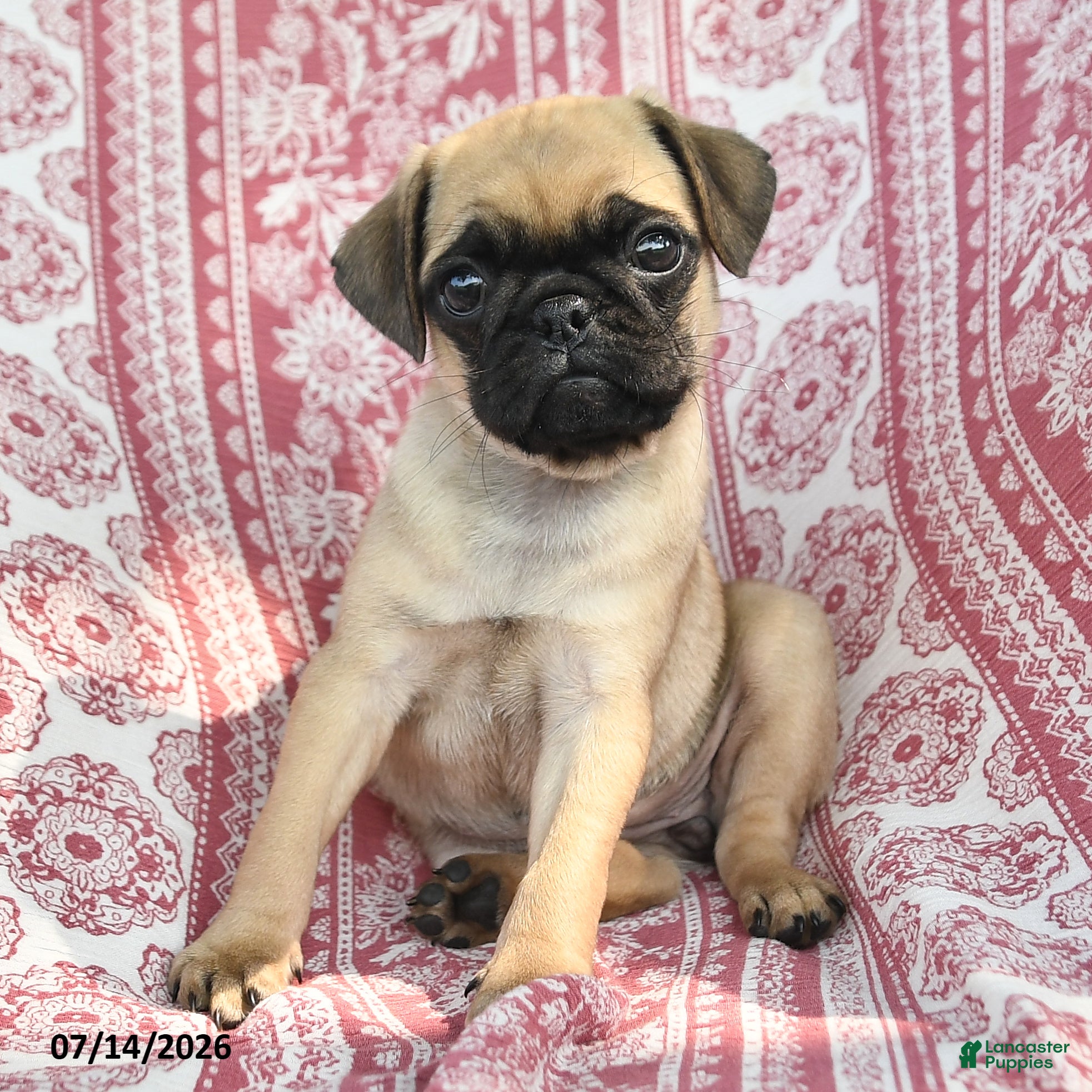 Pug dogs Macie - Ad 2