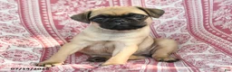 Pug dogs for sale: Macie - Ad 2
