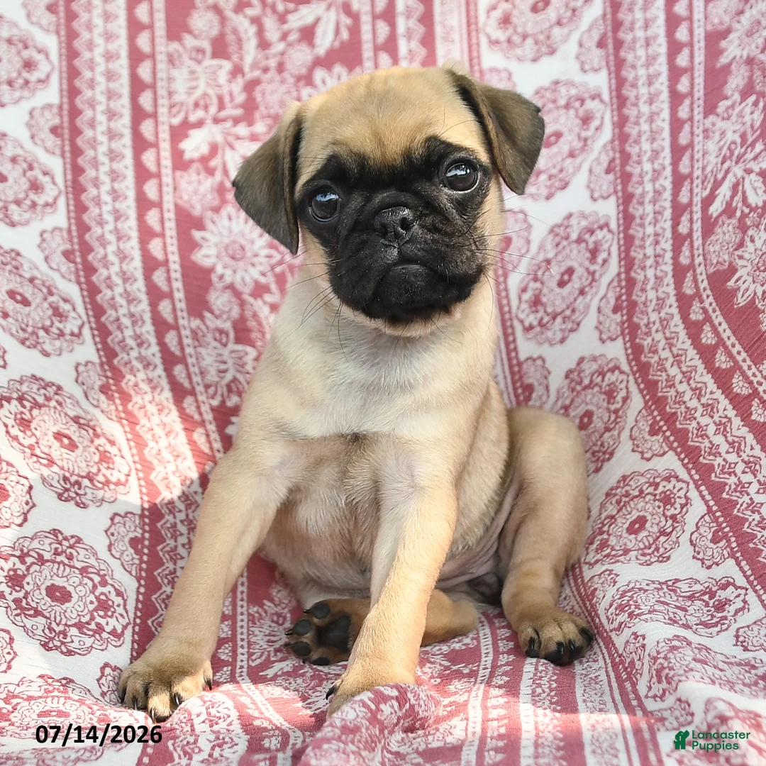 Pug dogs for sale: Macie - Ad 2