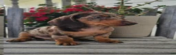 Dachshund dogs for sale: Buster - Ad 5