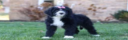 Bernedoodle dogs for sale: Eden - Ad 5