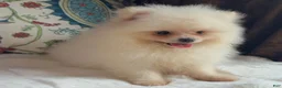 Pomeranian dogs for sale: Pomeranian Puppy Fluffy - Ad 5