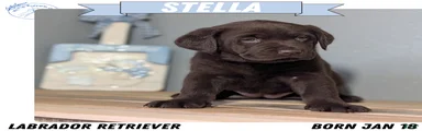Stella 