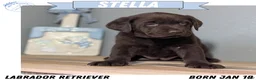 Labrador Retriever dogs for sale: Stella  - Ad 1