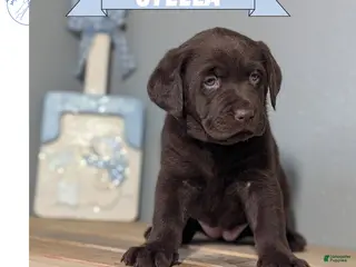 Labrador Retriever dogs for sale: Stella - Ad 3