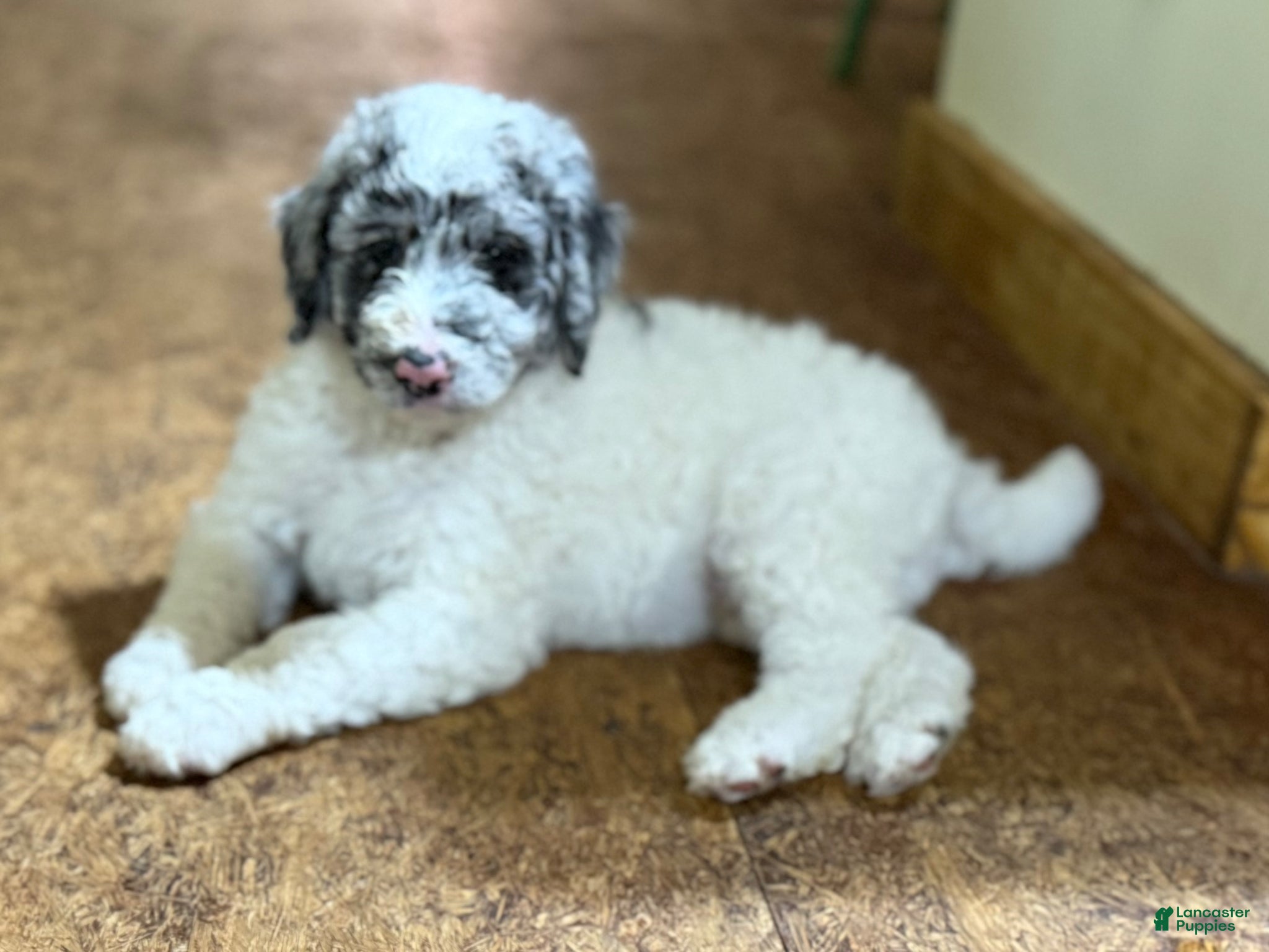 Aussiedoodle dogs Aussiedoodle Puppy 1 - Ad 2