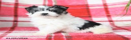 Morkie dogs for sale: Rosebud - Ad 4