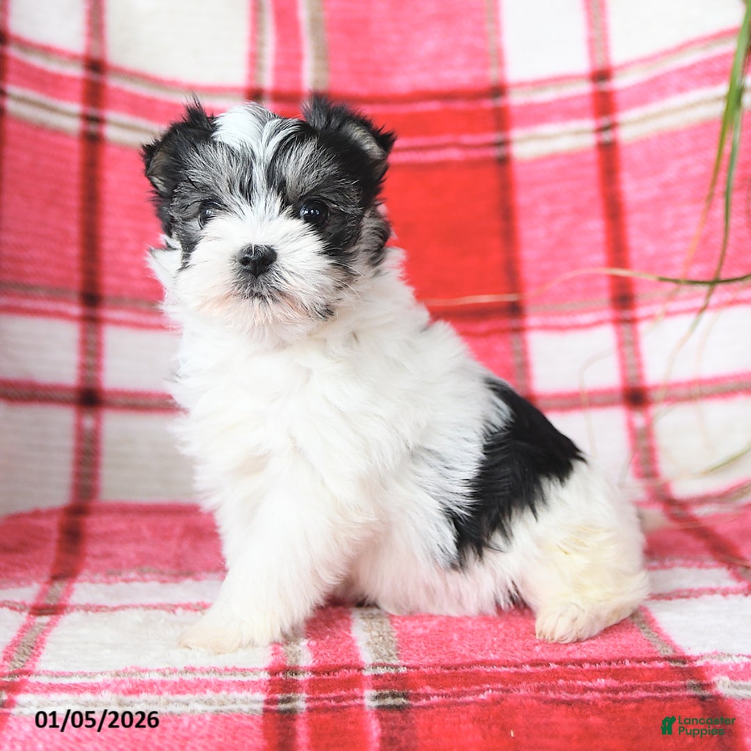 Morkie dogs for sale: Rosebud - Ad 4