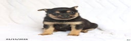 Mixed Breed dogs for sale: Kiki  - Ad 3