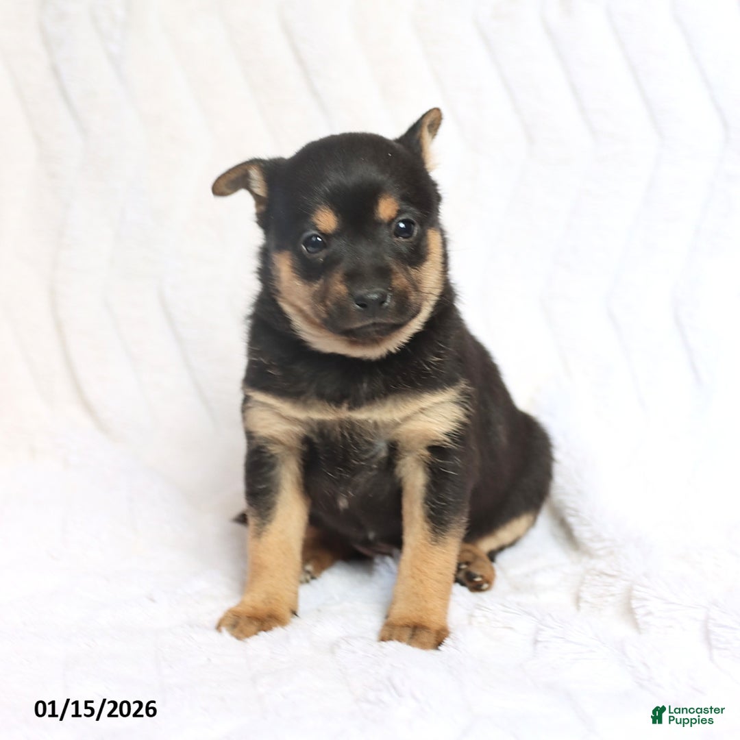 Mixed Breed dogs for sale: Kiki  - Ad 3