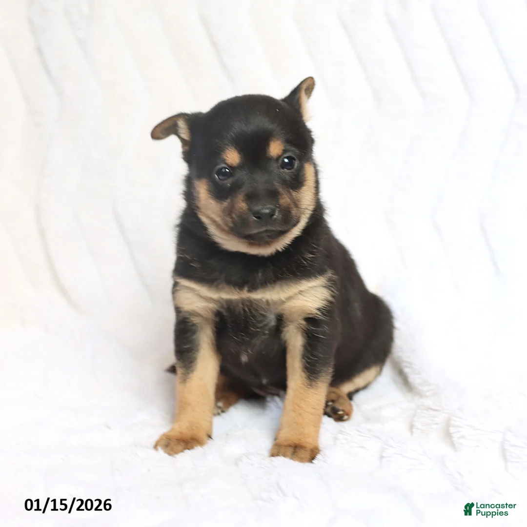 Mixed Breed dogs for sale: Kiki  - Ad 6