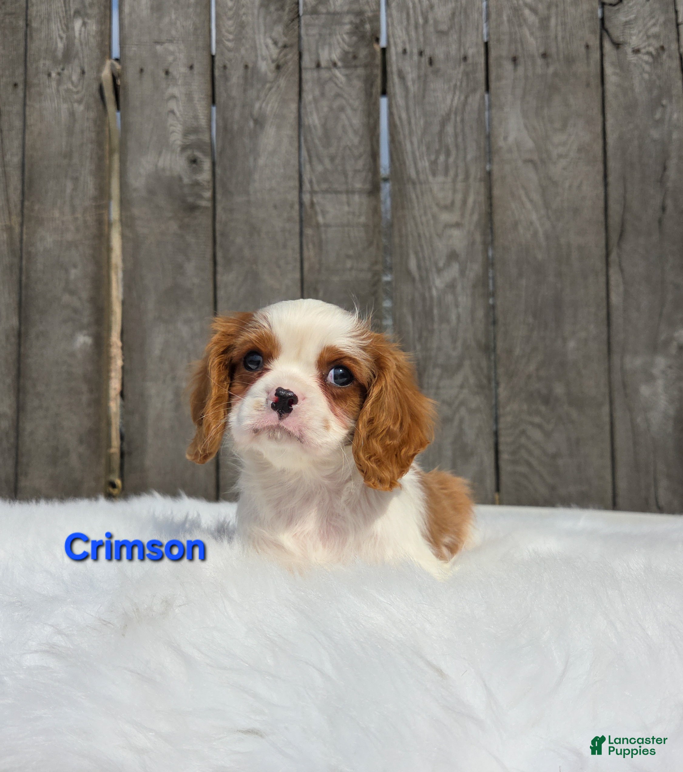 Cavalier King Charles Spaniel dogs Crimson - Ad 1
