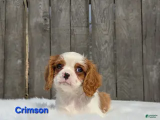 Cavalier King Charles Spaniel dogs for sale: Crimson - Ad 1