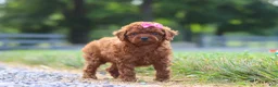 Cavapoo dogs for sale: Poppy - Ad 6