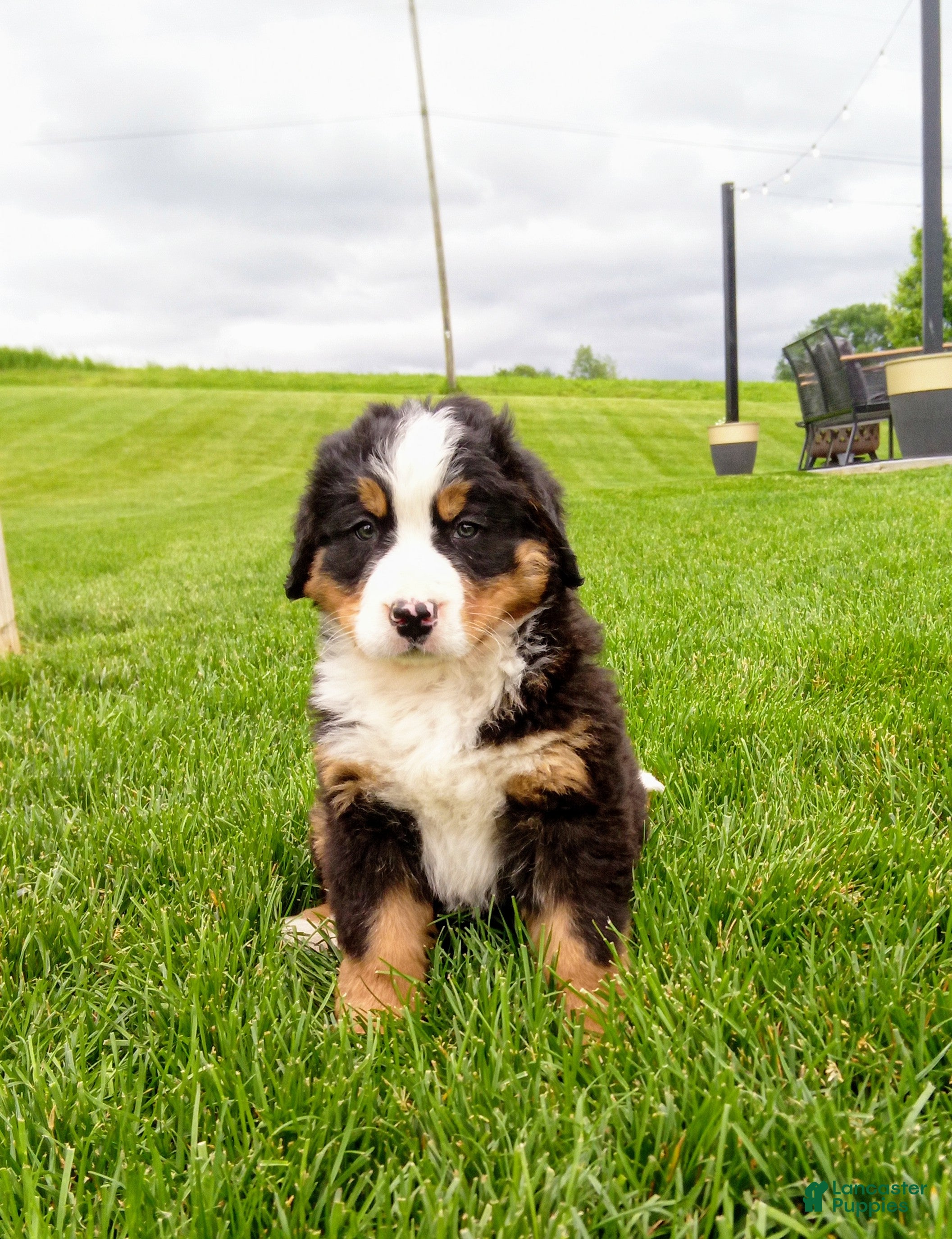 Bernese Mountain Dog dogs Turbo  - Ad 2