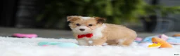 Mixed Breed dogs for sale: Milo - Ad 8