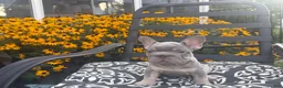 French Bulldog dogs for sale: French Bulldog 1 - Ad 6