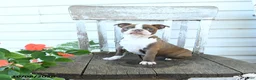 Boston Terrier dogs for sale: Bambi - Ad 4