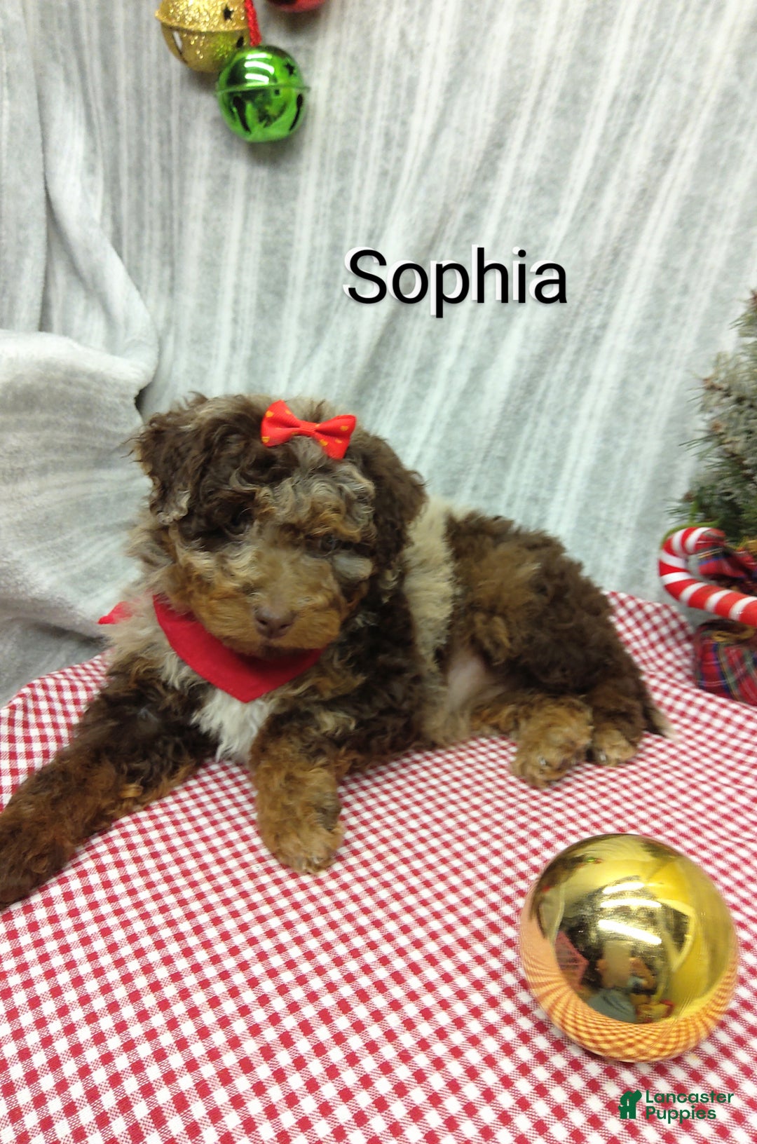 Mini Bernedoodle dogs for sale: Sophia - Ad 4