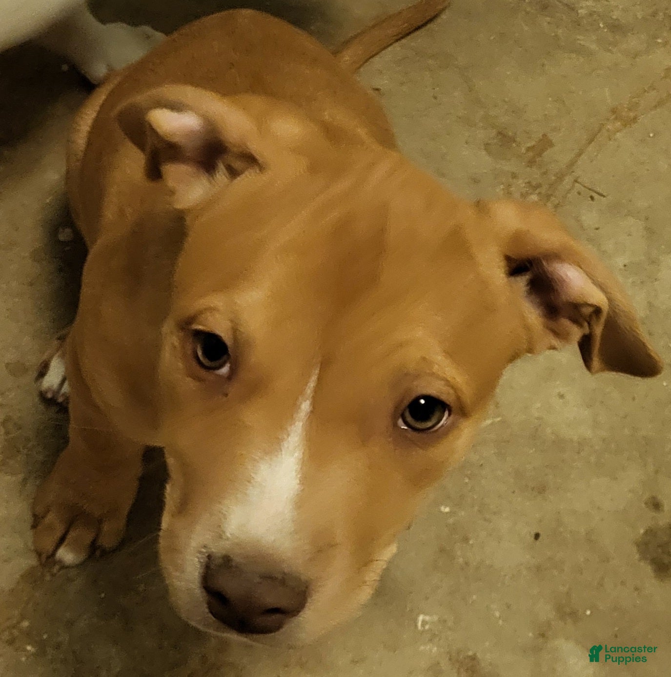 Mixed Breed dogs Samus - Ad 30