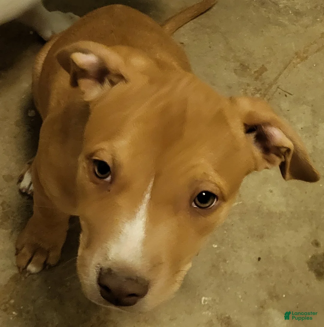 Mixed Breed dogs for sale: Samus - Ad 1