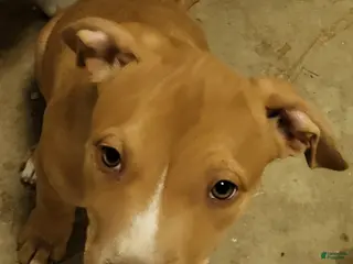 Mixed Breed dogs Samus - Ad 6