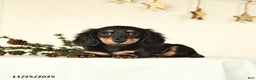 Miniature Dachshund dogs for sale: Harper - Ad 2