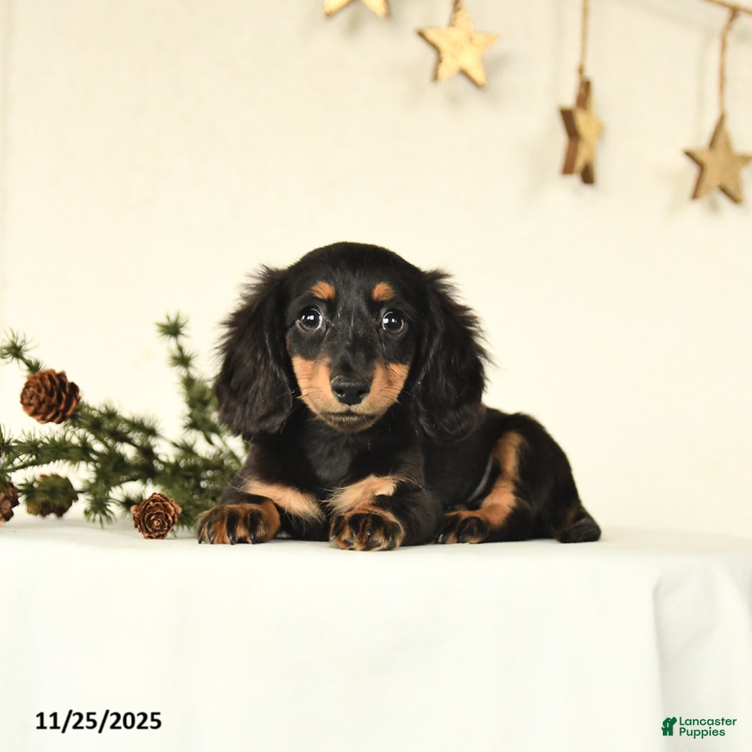 Miniature Dachshund dogs for sale: Harper - Ad 2