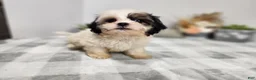 Teddy Bear dogs for sale: Claude - Ad 3