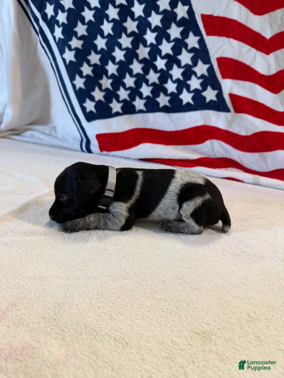 German Shorthaired Pointer dogs for sale: German Shorthaired Pointer 10 - Ad 2