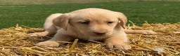 Labrador Retriever dogs for sale: Geneva - Ad 4