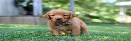 Golden Retriever dogs for sale: Jase - Ad 6