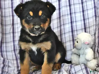 Mixed Breed dogs Bella - Ad 39