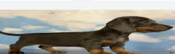 Miniature Dachshund dogs for sale: AKC-PRIMROSE (Short-Haired Blue & Tan Female) - Ad 3