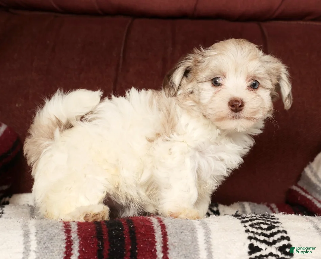 Havapoo dogs for sale: Biscuit - Ad 3