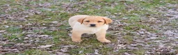 Labrador Retriever dogs for sale: Eggo - Ad 8
